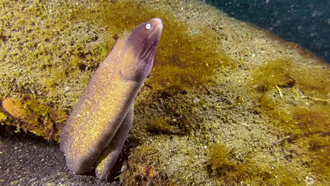 underwater-shot-of-two-white-eyed-moray-eels-living-together-in-an-old-car-tire-that-is-overgrown-with-algae