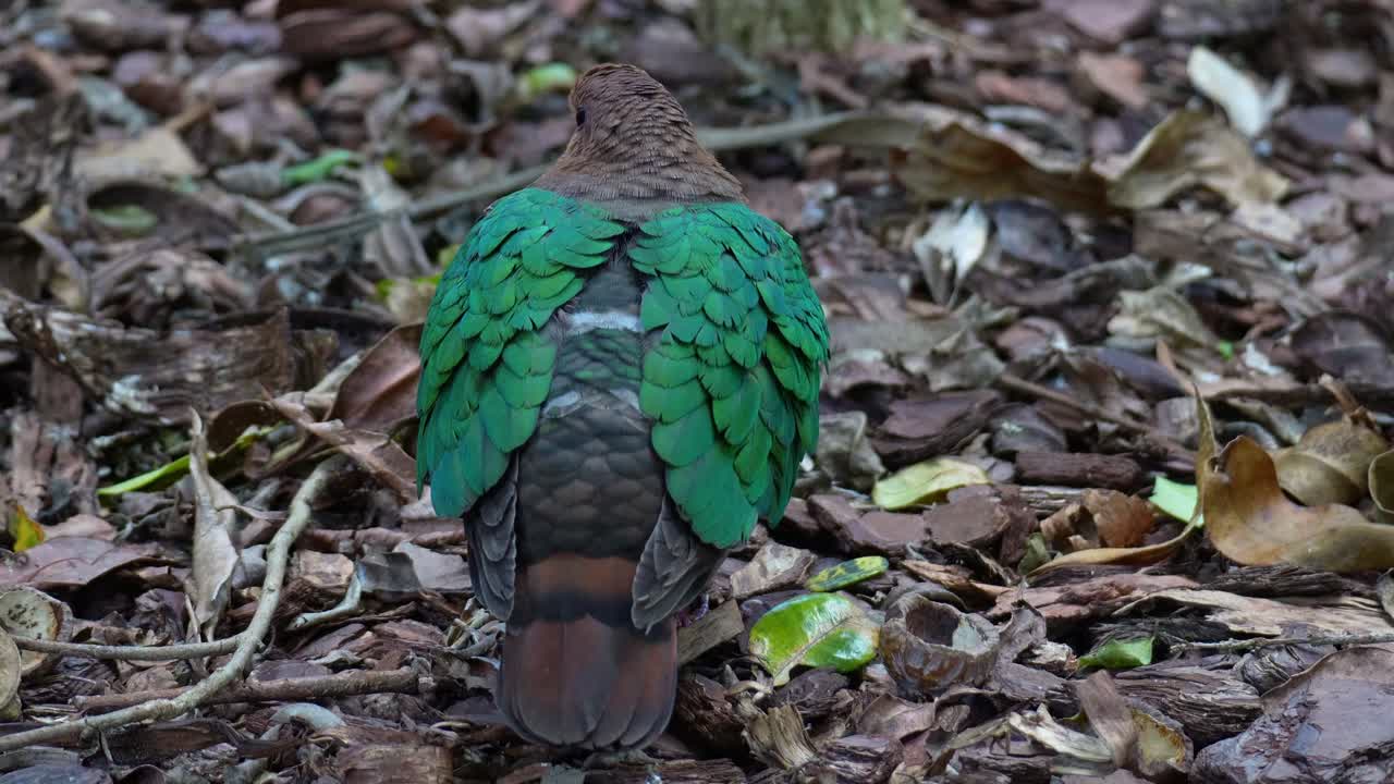 En smaragdduva (chalcophaps indica) som vilar på skogsmarken i sin naturliga miljö och puffar upp sina fjädrar för att hålla värmen, närbild