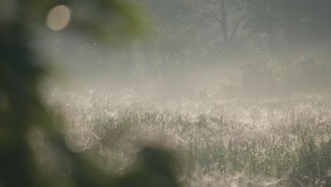 Paisaje-De-Pradera-De-Niebla-Temprano-En-La-Mañana,-Vista-Estática