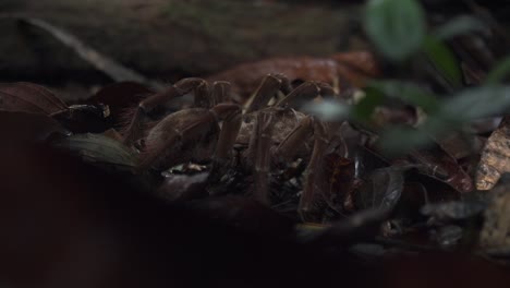 Wild-Goliath-tarantula-waits-in-ambush