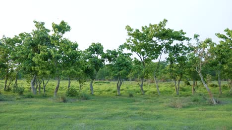 rainforest in chitwan national park, nepal.