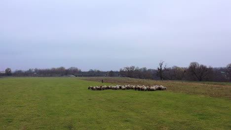 pasture with domestic animals. flock of sheep grazing on field in the countryside. woolly sheep in herd on meadow in cold season.
