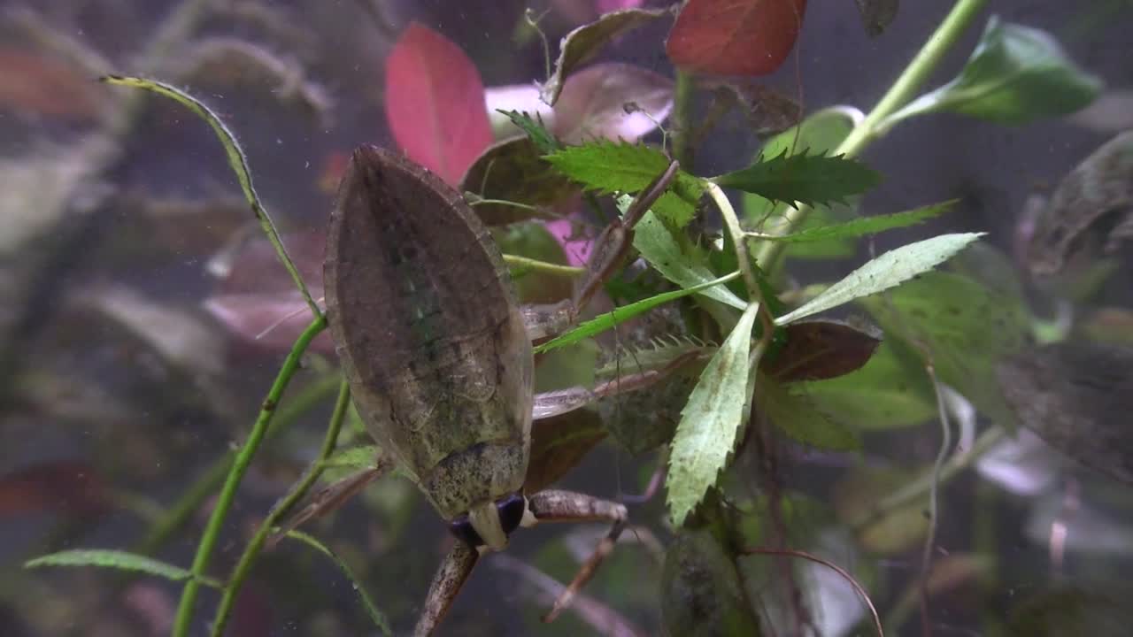 거대한 물 벌레가 연못에 산다