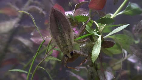 un insecto de agua gigante vive en un estanque