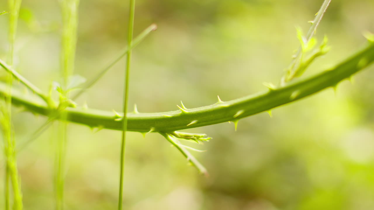 시골에서 야외에서 식물의 줄기에 자라는 가시의 근처
