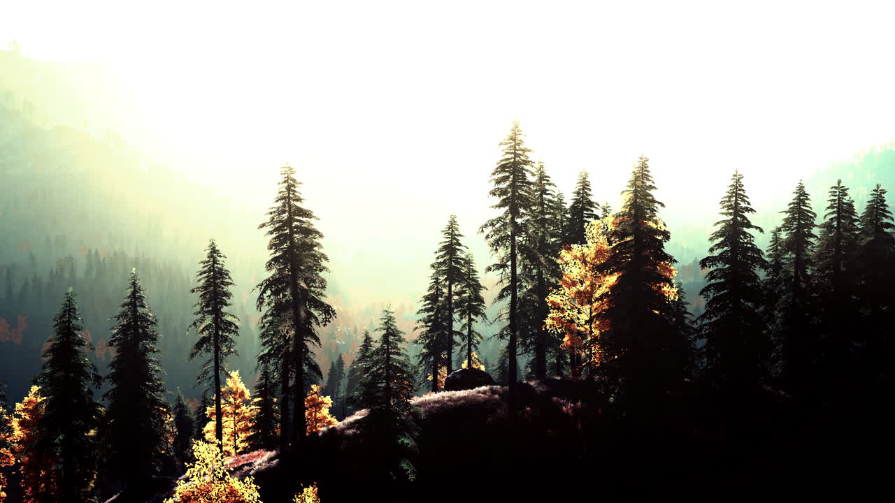 배경 에 산 들 이 있는 숲 위 의 아름다운 해가 뜨는 것