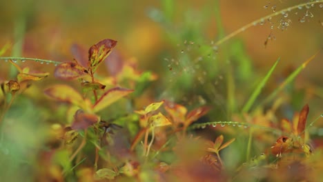 tiny blueberry bush painted in bright autumn colours in the forest undergrowth