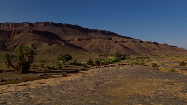 Palme e arbusti sparsi crescono su una pianura desertica rocciosa sotto scarpate stratificate in Marocco