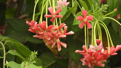 flores de combretum indicum - hojas rojas y verdes