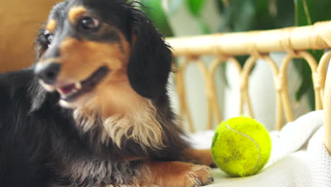 Dachshund sausage dog playfully looking around with a tennis ball between it&#039;s paws
