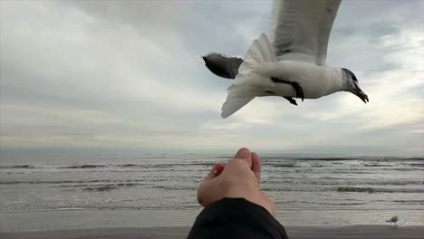 seagull swoops in to eat out of a man's hand by the ocean