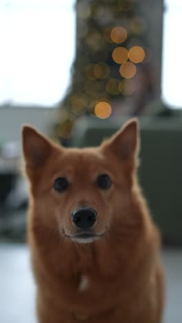 finnish spitz in front of a christmas tree