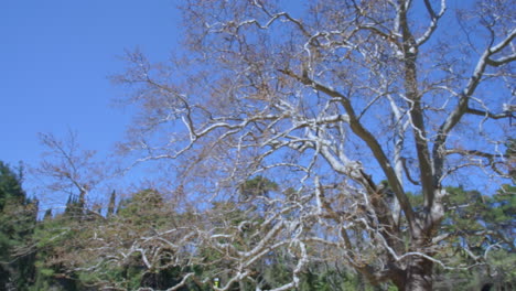pan shot of a leafless plane tree