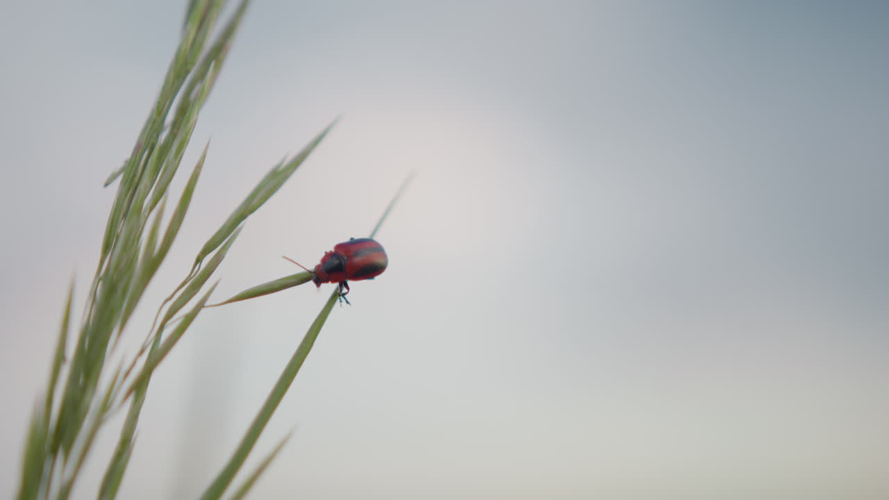 Macro ravvicinata di uno scarabeo rosso aggrappato a un delicato filo d'erba verde, antenne sottili estese mentre lo sfondo del cielo tenue sfuma in una luce soffusa, catturando un sereno micro-momento in un ambiente naturale selvaggio