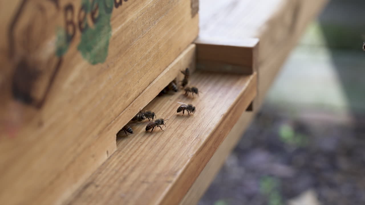 Honeybees entering and exiting a beehive
