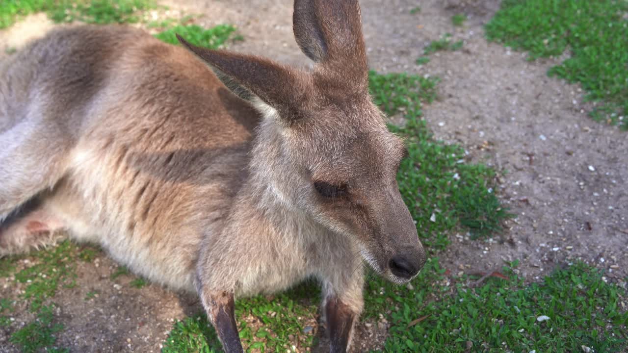 primer plano de movimiento manual desde la pata hasta el cuerpo de un macrópodo de tamaño mediano, un wallaby descansando en el suelo de hierba durante el día