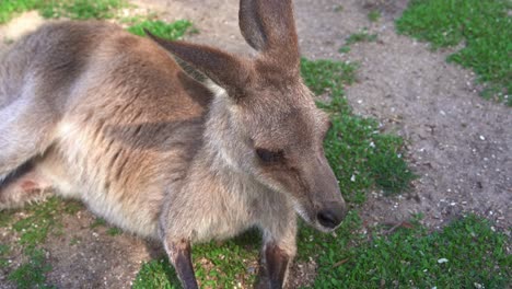 Primer-Plano-De-Movimiento-Manual-Desde-La-Pata-Hasta-El-Cuerpo-De-Un-Macrópodo-De-Tamaño-Mediano,-Un-Wallaby-Descansando-En-El-Suelo-De-Hierba-Durante-El-Día