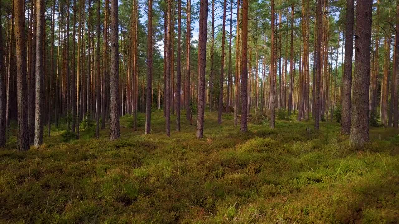 vild tallskog med grön mossa och heather under träden, långsam luftbild som rör sig lågt mellan träden, solig höstdag, solstrålar och skuggor, låg bredvinkelsdrönare som rör sig bakåt