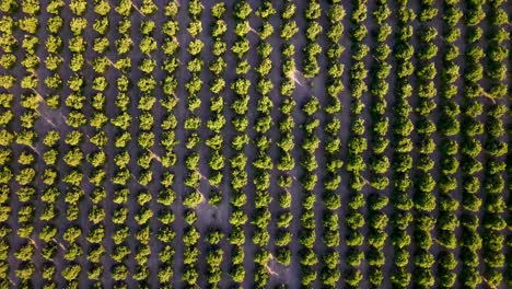 A-captivating-top-down-view-of-an-orange-orchard