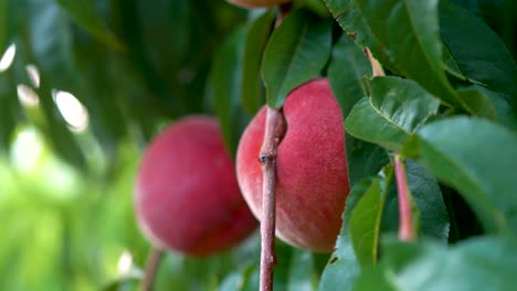 extreme closeup motion to the left of fresh ripe peaches hanging on a tree in an orchard