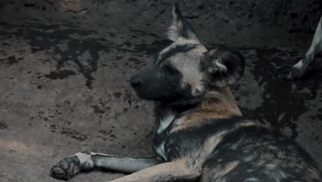 Un-Perro-Salvaje-Africano-Perro-Salvaje-Africano-Bostezando-Y-Descansando-En-La-Arena