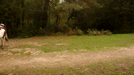 Zwei-Neue-Waldponys,-Die-Im-Neuen-Wald-In-Den-Rahmen-Hinein--Und-Hinausgehen