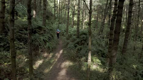 hiker trekking through mount cangshan forests in china, aerial view