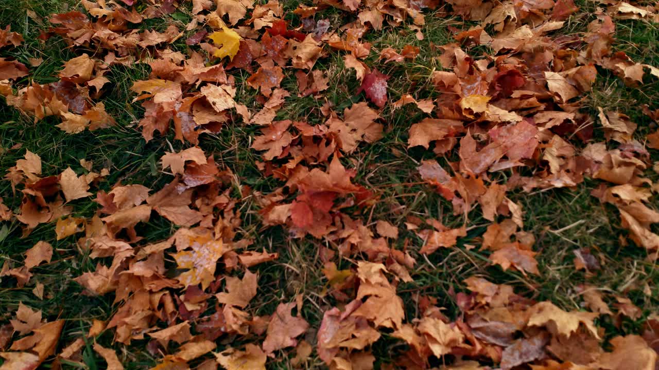 looking down on red mapple leaves On Grass In Autumn. Pan up from close up to wide angle