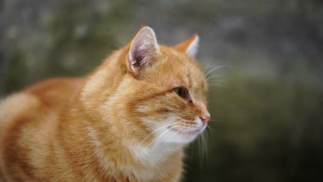 cat patiently watching and ears sounds, scan and surveys the surrounding carefully in silence