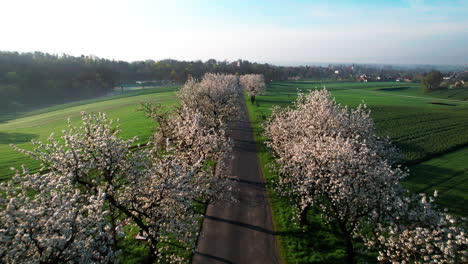 Flug-über-Die-Allee-Blühender-Kirschbäume-An-Einem-Sonnigen-Morgen