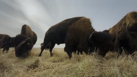 descubra la belleza de los búfalos salvajes que pastan al aire libre en la naturaleza