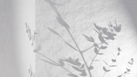 plant leaf shadow on grey corner wall gently move from breeze wind rendering animation