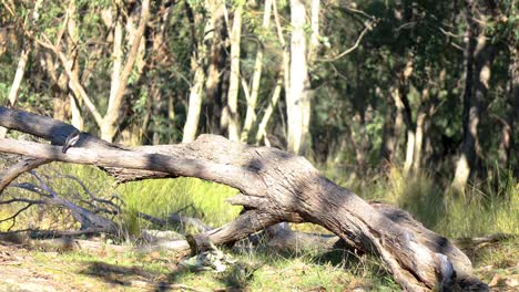 Ein-Bunter-Finkenvogel-Im-Australischen-Busch