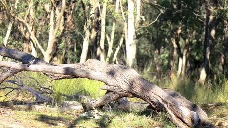 un colorido pájaro pinzón en el bosque australiano