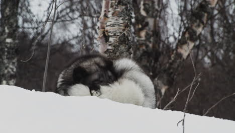 zorro ártico durmiendo tranquilamente en una colina nevada en invierno