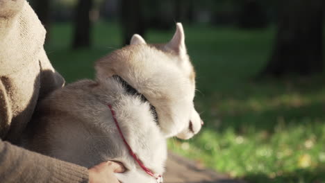 hermoso perro siberiano