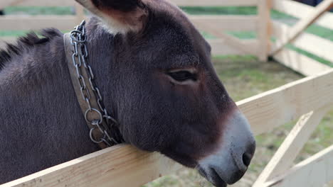 donkey in farm pasture looks over top rail of fence, resting during midday