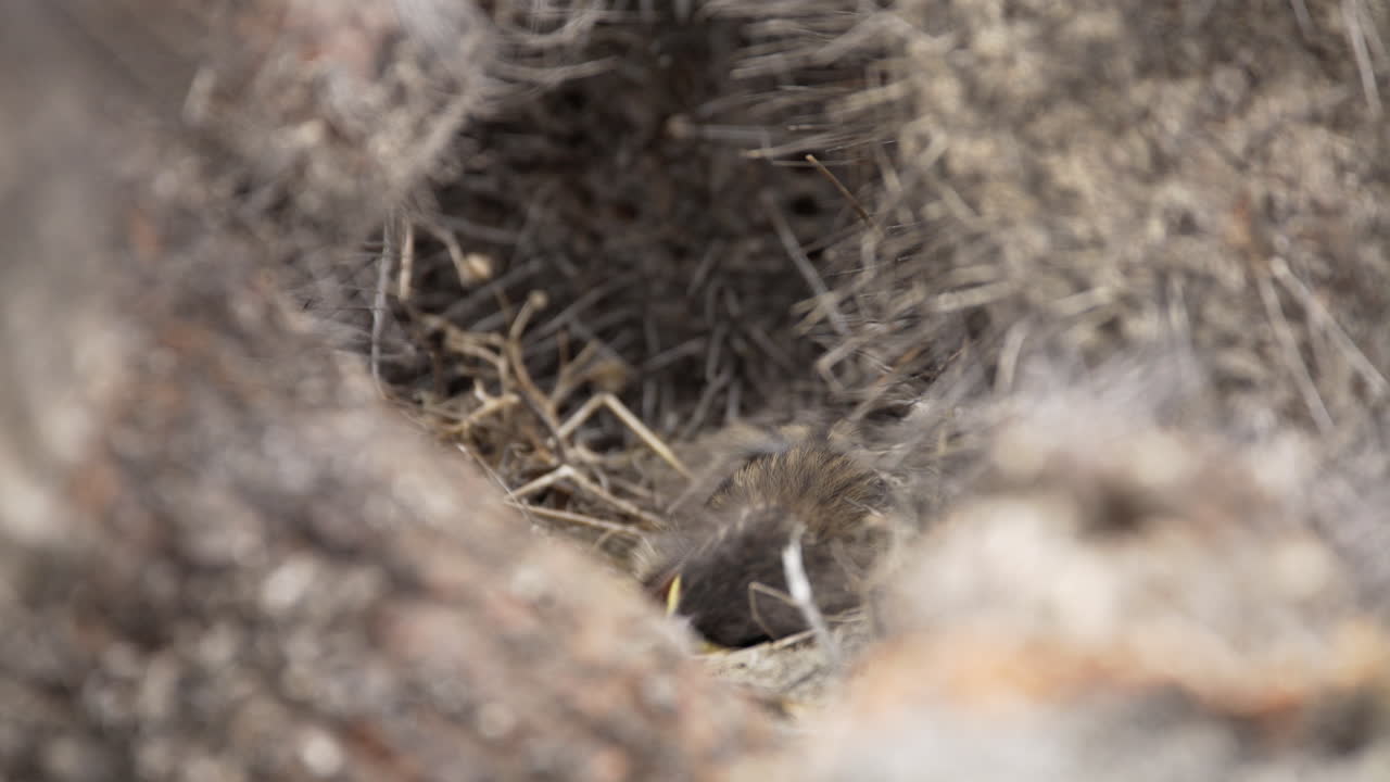 polluelos de gorrión de collar rufo siendo alimentados en el nido