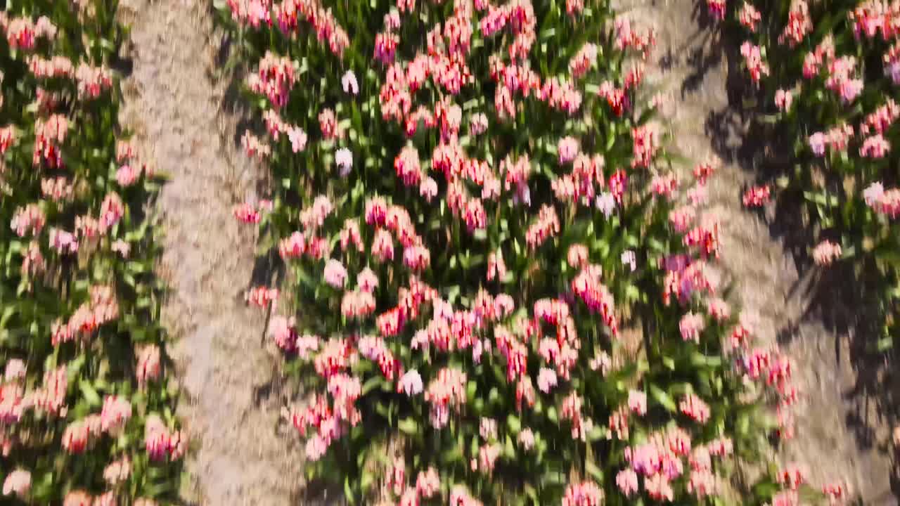 분홍색과 보라색 히아신스 꽃이 있는 네덜란드 들판 위로 공중 기울기