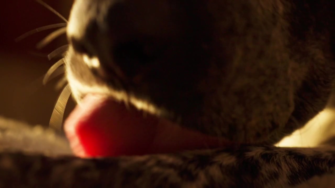 Close-up Extremo do Nariz e Língua de um Cão em Luz Baixa e Quente, Mostrando Detalhes Íntimos do Animal de Estimação, Foco Raso e Comportamento Animal Calmo em Ambiente Interno