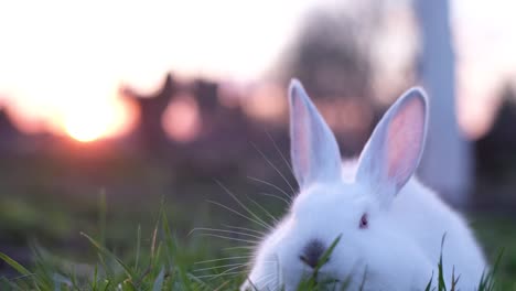 close-up of a white rabbit in grass at sunset