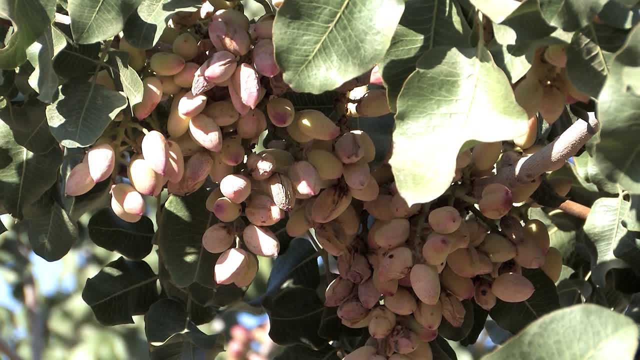 pistachos colgando de un árbol en california, estados unidos