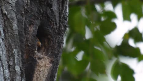 El-Falconet-De-Muslo-Negro-Es-Una-De-Las-Aves-Rapaces-Más-Pequeñas-Que-Se-Encuentran-En-Los-Bosques-De-Algunos-Países-De-Asia