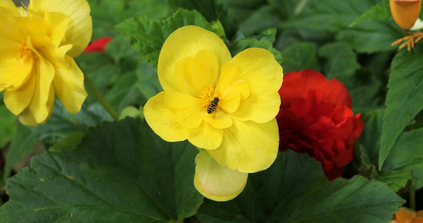 Ape che impollina un ibisco giallo doppio nei Giardini Butchart di Victoria, Columbia Britannica, Canada.