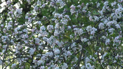 Blooming flowers of an apple tree at spring