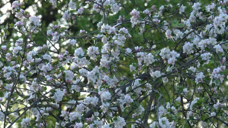 blooming flowers of an apple tree at spring