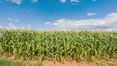 Corn-field-with-time-lapse-motion-with-clouds-under-blue-sky