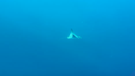 mobula ray in a distance in blue water with some sunbeams flickering in the water