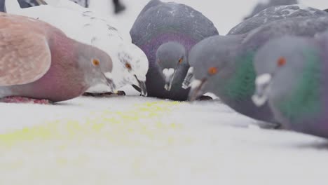 pigeons feeding in the snow