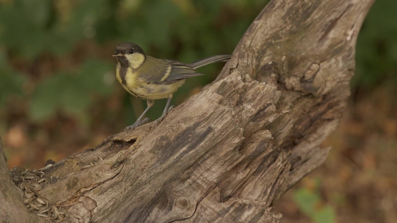A Great tit in slow motion, pecking at seeds on a tree branch